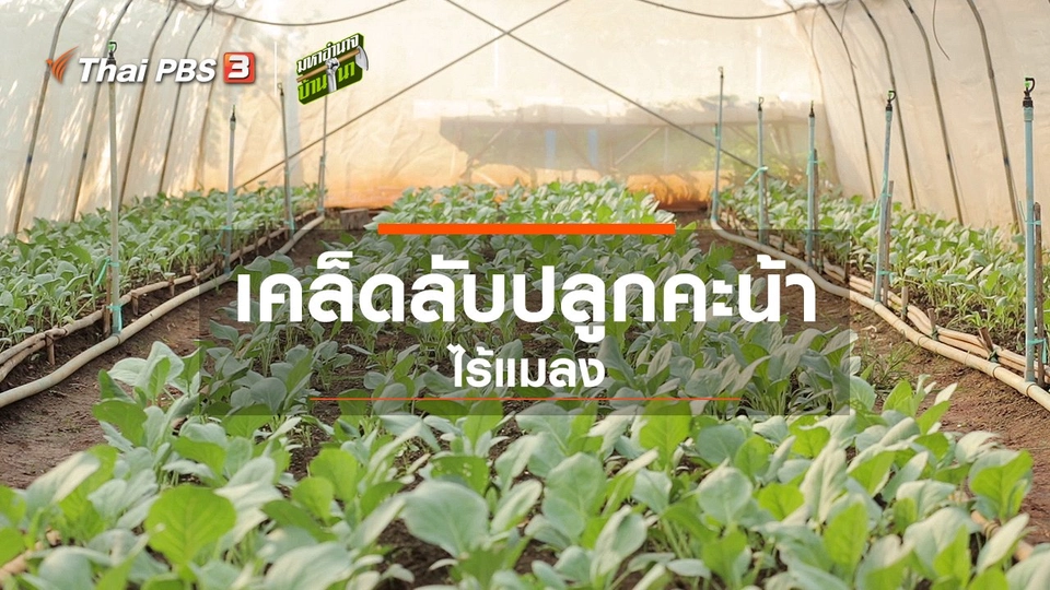 เคล็ดลับปลูกคะน้าไร้แมลง