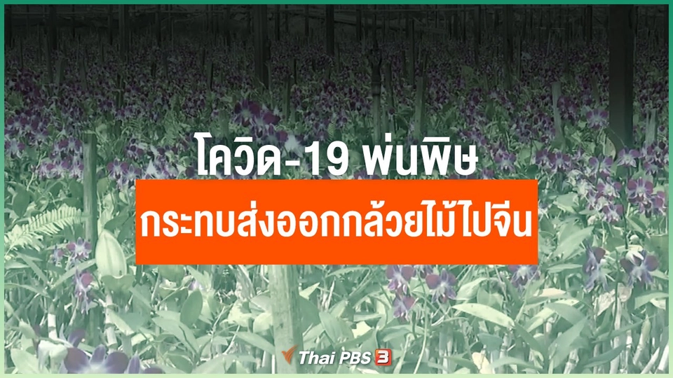 โควิด-19 พ่นพิษกระทบส่งออกกล้วยไม้ไปจีน