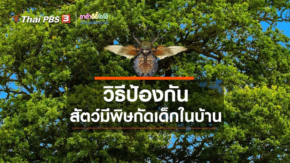 เกร็ดน่ารู้กับตาต้าตีตี้โตโต้ : วิธีป้องกันสัตว์มีพิษกัดเด็กในบ้าน