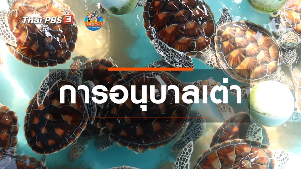 ​หุ่นเล่าข่าว : การอนุบาลเต่า