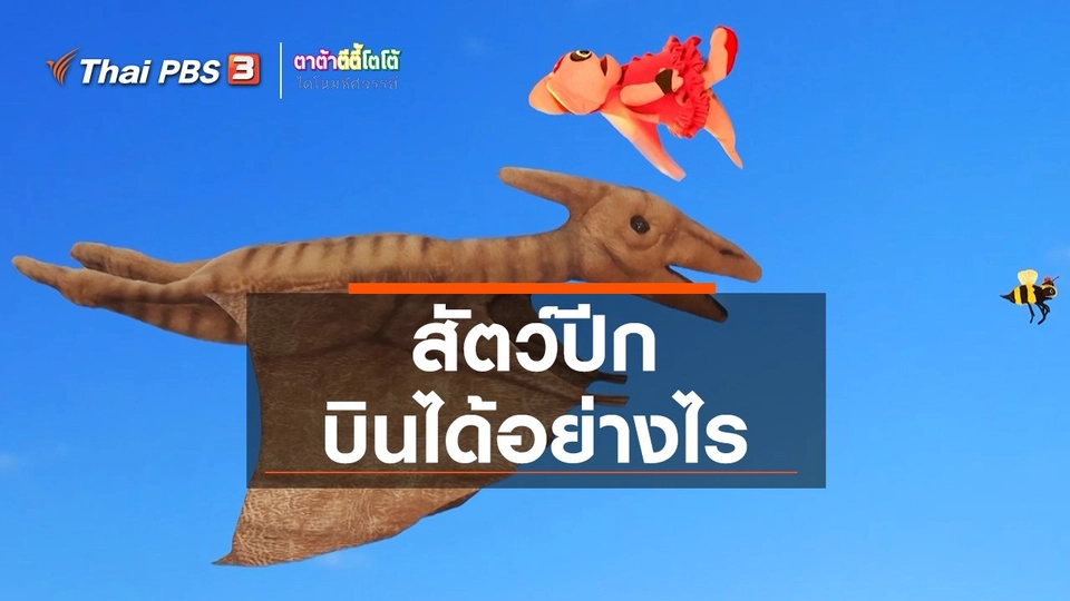 ​เกร็ดน่ารู้กับตาต้าตีตี้โตโต้ : สัตว์ปีกบินได้อย่างไร