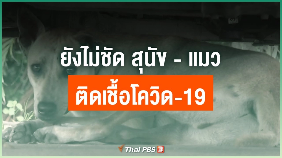 ยังไม่ชัด สุนัข - แมว ติดเชื้อโควิด-19