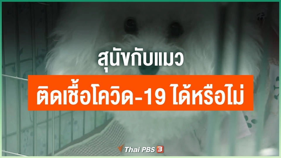 สุนัขกับแมวติดเชื้อโควิด-19 ได้หรือไม่