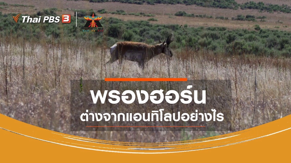​เรื่องเล่าการเดินทาง : พรองฮอร์น ต่างจากแอนทิโลปอย่างไร