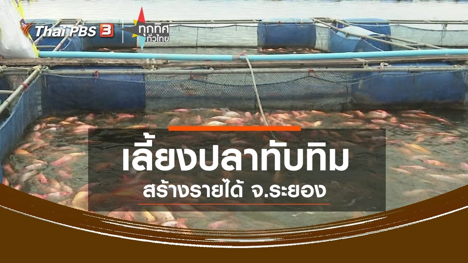 เลี้ยงปลาทับทิมสร้างรายได้ จ.ระยอง