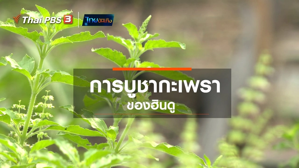 เรื่องนี้มีตำนาน : การบูชากะเพราของฮินดู