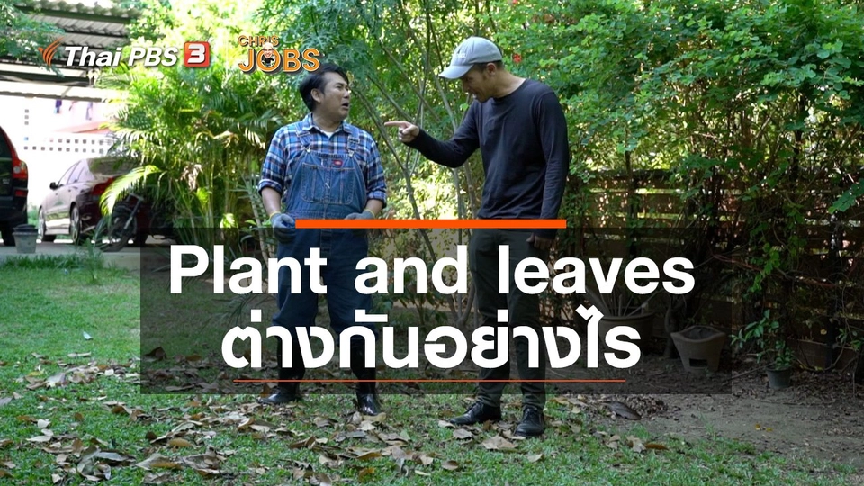 ​สาระน่ารู้จาก Chris Jobs : Plant and leaves ต่างกันอย่างไร