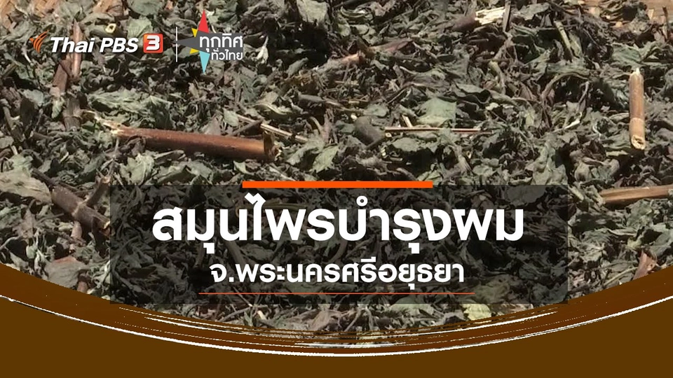 ​สมุนไพรบำรุงผมกะเม็ง ทองพันชั่ง จ.พระนครศรีอยุธยา