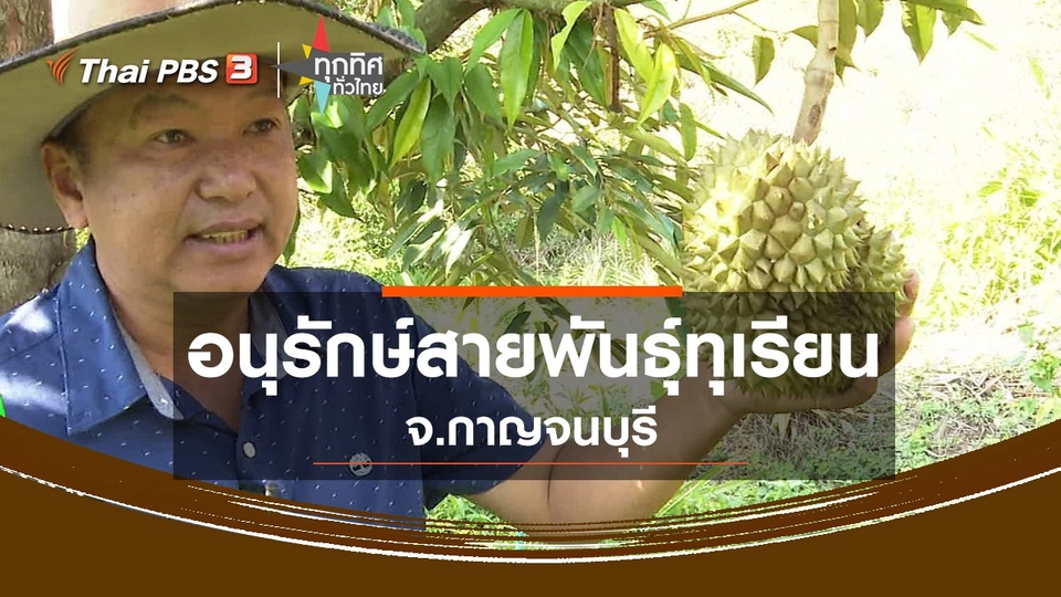​อนุรักษ์สายพันธุ์ทุเรียน จ.กาญจนบุรี