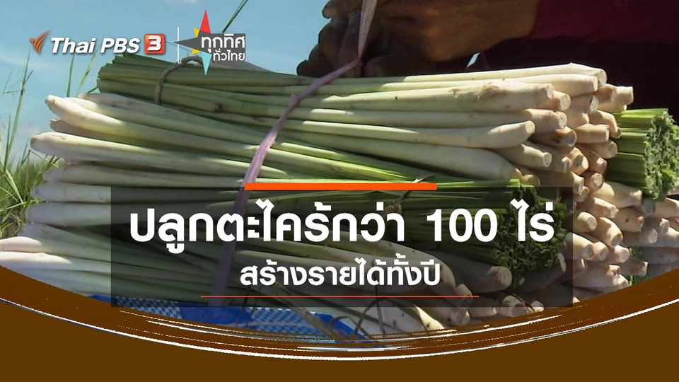 ​ปลูกตะไคร้กว่า 100 ไร่ สร้างรายได้ทั้งปี