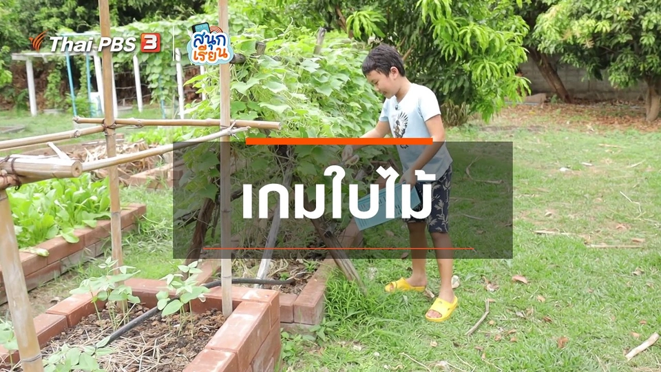 ​วิชาประสบการณ์ชีวิต : เกมใบไม้