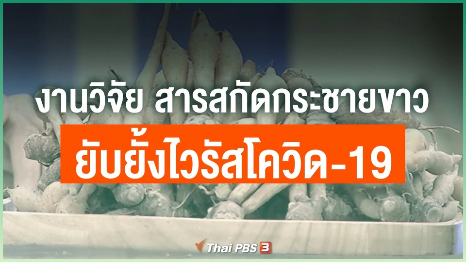 งานวิจัย “สารสกัดกระชายขาว ยับยั้งไวรัสโควิด-19”