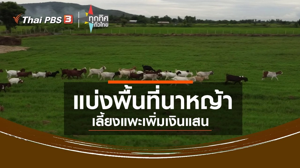 แบ่งพื้นที่นาหญ้าเลี้ยงแพะเพิ่มเงินแสน จ.ชัยนาท