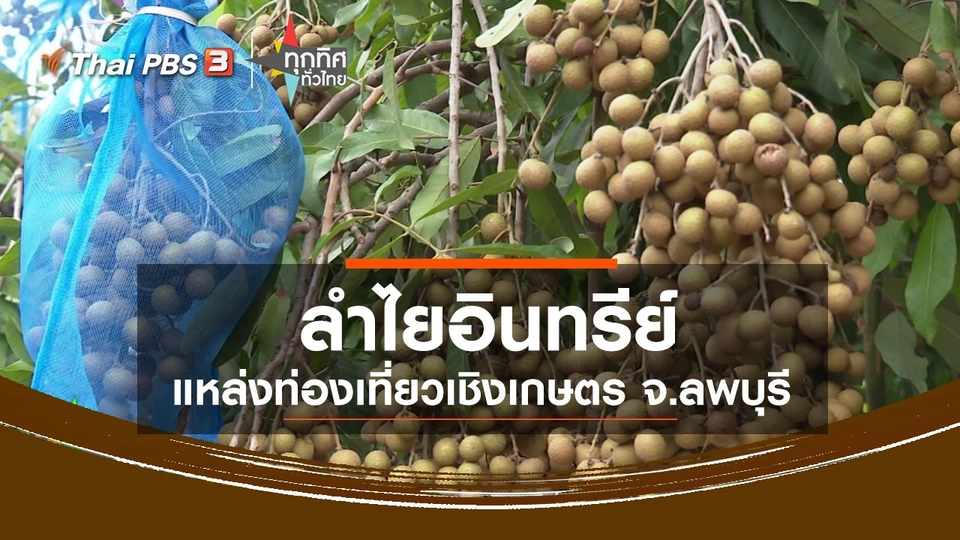 ลำไยอินทรีย์ แหล่งท่องเที่ยวเชิงเกษตร จ.ลพบุรี