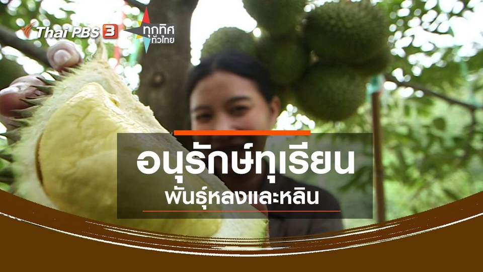 อนุรักษ์ทุเรียนพันธุ์หลงและหลิน