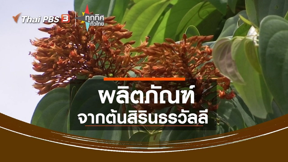 ผลิตภัณฑ์จากต้นสิรินธรวัลลี จ.บึงกาฬ