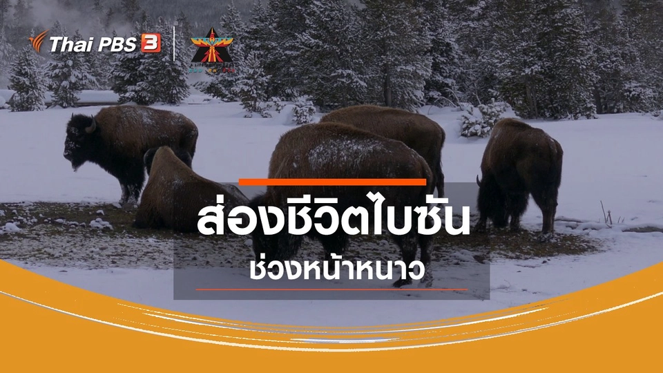 เรื่องเล่าการเดินทาง : ส่องชีวิตไบซันช่วงหน้าหนาว