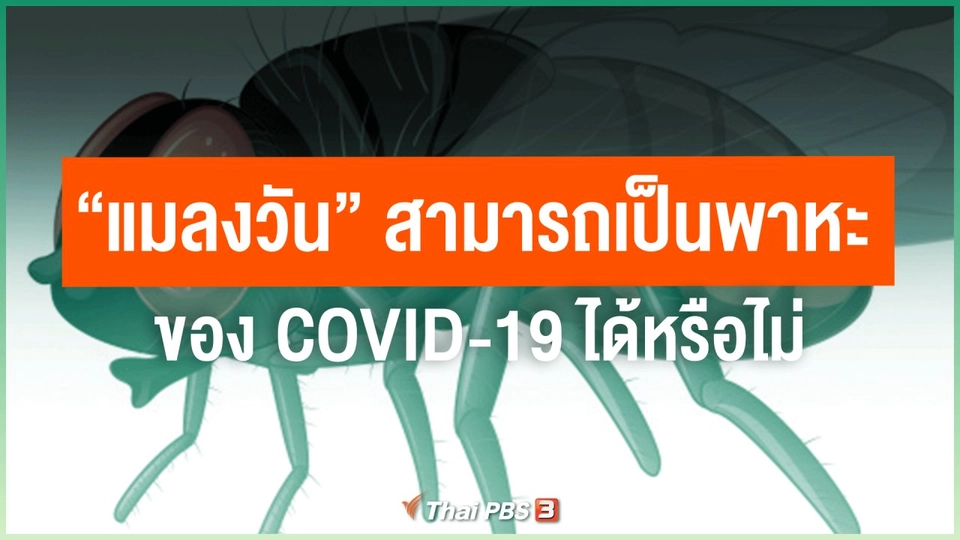 ​"แมลงวัน" สามารถเป็นพาหะของ COVID-19 ได้หรือไม่
