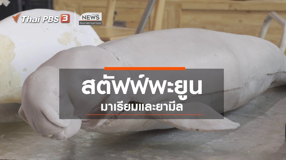 ตะลุยทั่วไทย : สตัฟฟ์พะยูนมาเรียมและยามีล