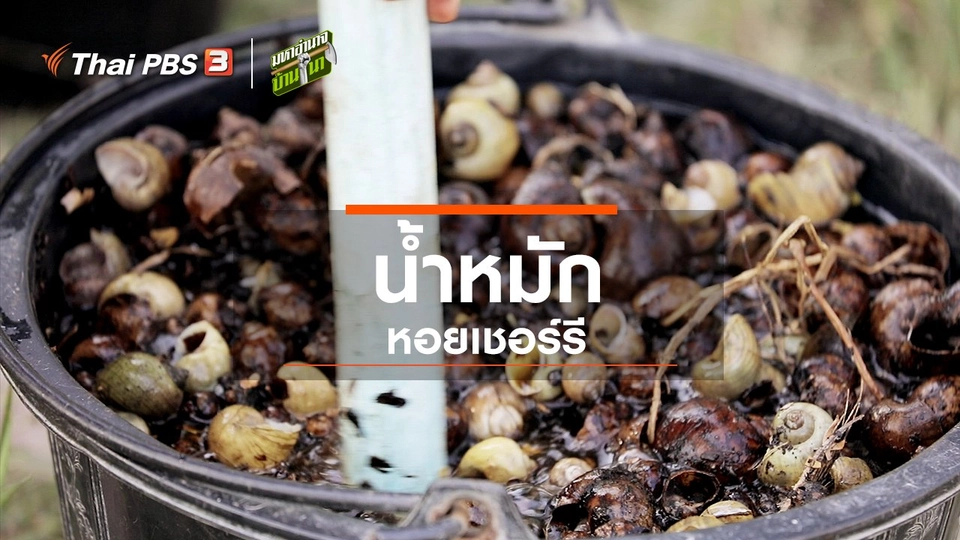 สูตรลับฉบับบ้านนา : น้ำหมักหอยเชอร์รี