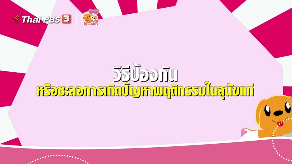 เคล็ดไม่ลับดูแลโฮ่งเหมียว : วิธีป้องกัน หรือชะลอการเกิดปัญหาพฤติกรรมในสุนัขแก่