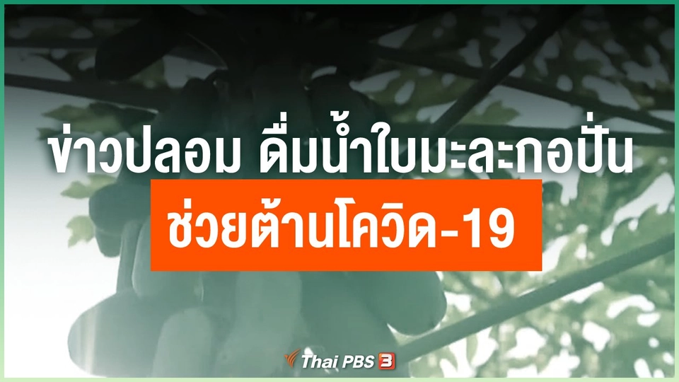 ข่าวปลอม ดื่มน้ำใบมะละกอปั่นช่วยต้านโควิด-19
