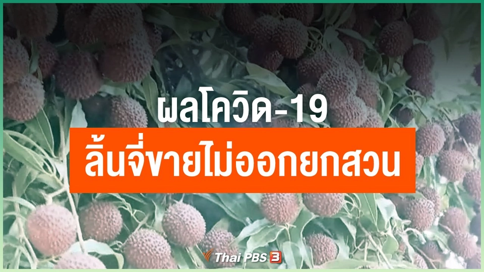 ผลโควิด-19 ลิ้นจี่ขายไม่ออกยกสวน