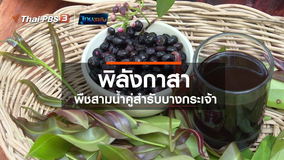 อิ่มมนต์รส : "พิลังกาสา" พืชสามน้ำคู่สำรับบางกระเจ้า