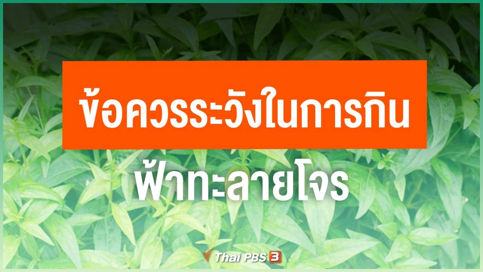 ​ข้อควรระวังในการกินฟ้าทะลายโจร