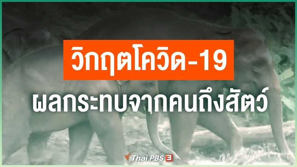 วิกฤตโควิด-19 ผลกระทบจากคนถึงสัตว์