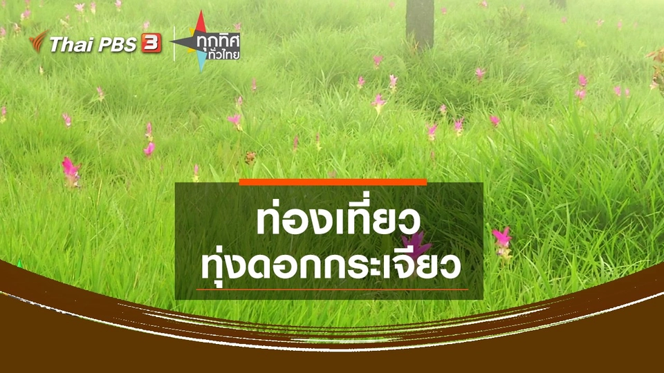 ​ท่องเที่ยวทุ่งดอกกระเจียว