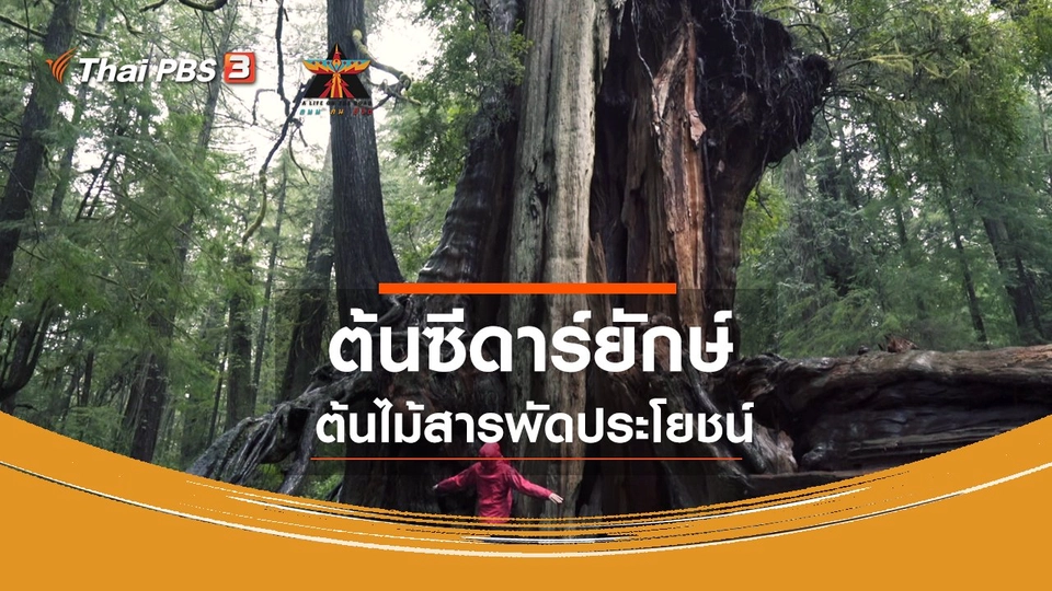 เรื่องเล่าการเดินทาง : ต้นซีดาร์ยักษ์ ต้นไม้สารพัดประโยชน์