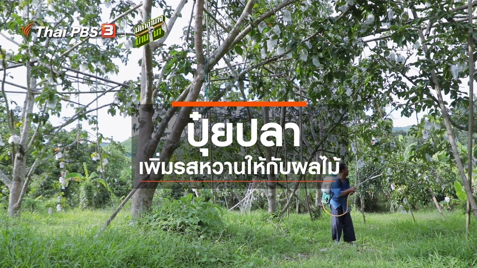 ​สูตรลับฉบับบ้านนา : ปุ๋ยปลา