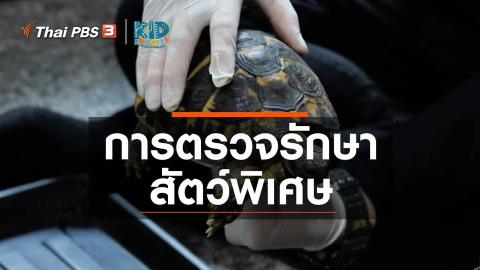 คิดส์เรียนรู้ : การตรวจรักษาสัตว์พิเศษ