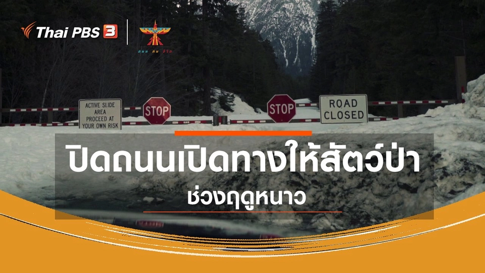เรื่องเล่าการเดินทาง : ปิดถนนเปิดทางให้สัตว์ป่าช่วงฤดูหนาว