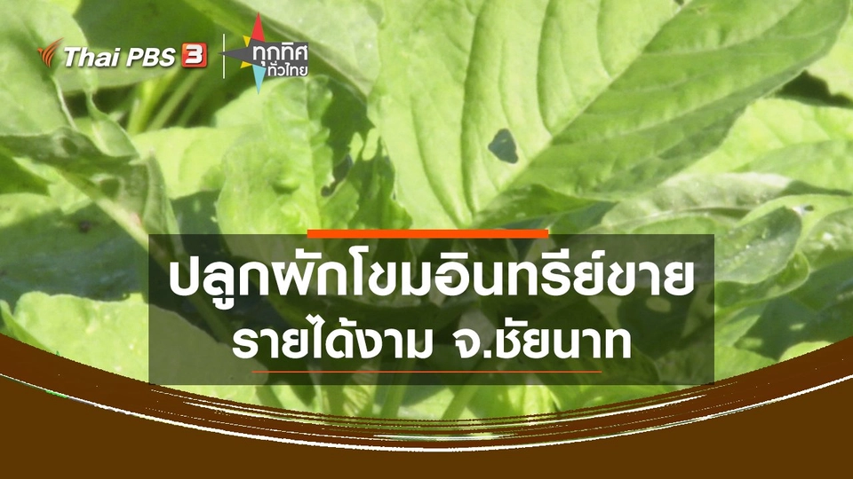 ปลูกผักโขมอินทรีย์ขายรายได้งาม จ.ชัยนาท