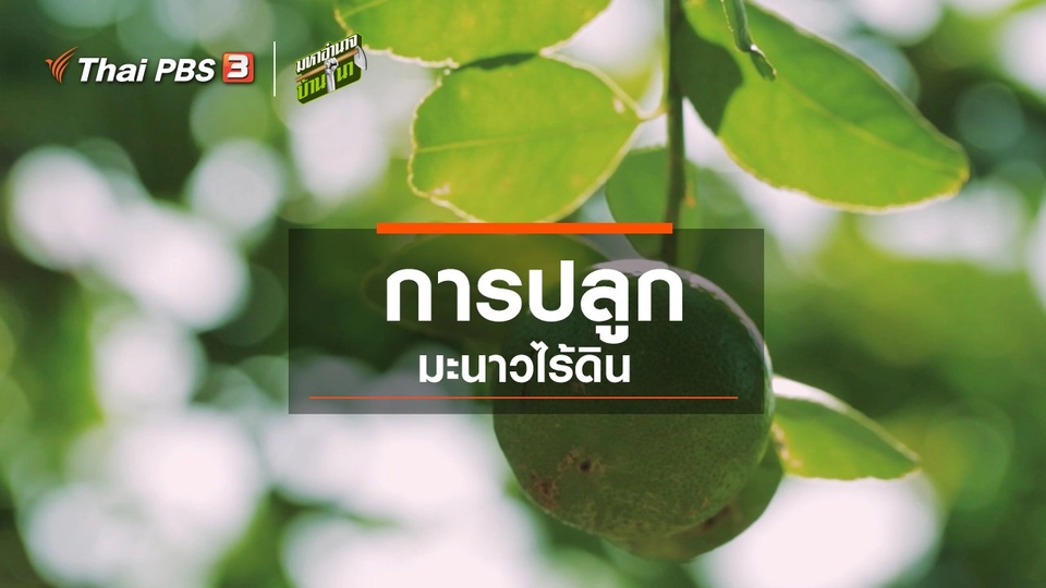 สูตรลับฉบับออนไลน์ : การปลูกมะนาวไร้ดิน