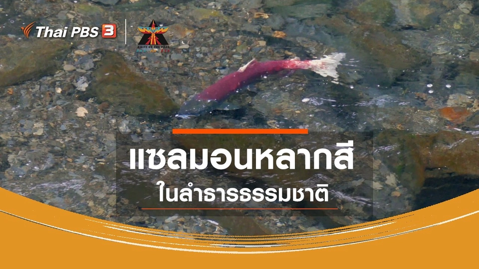 เรื่องเล่าการเดินทาง : แซลมอนหลากสีในลำธารธรรมชาติ