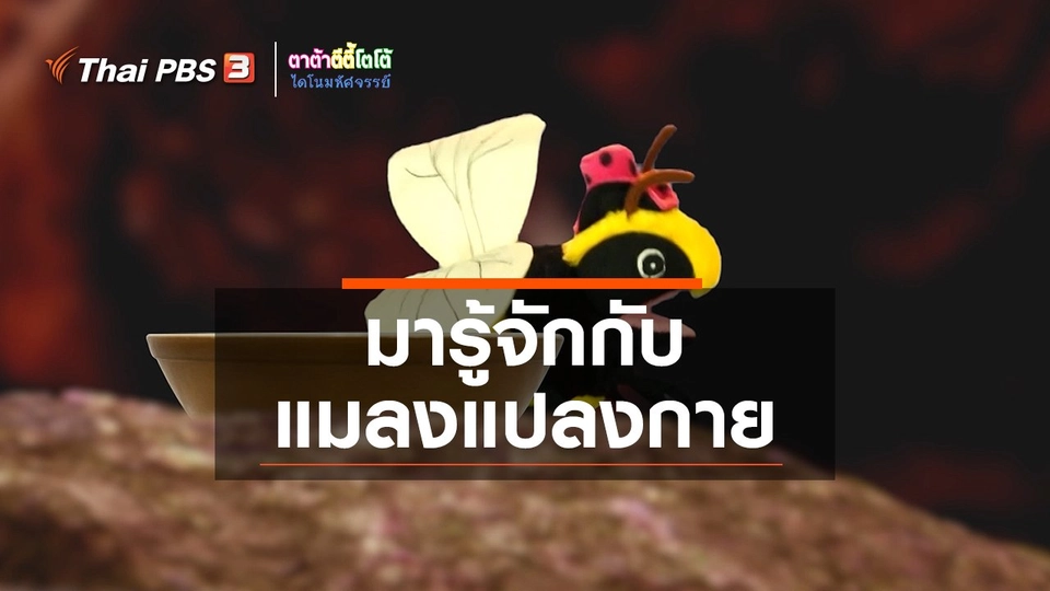 ​เกร็ดน่ารู้กับตาต้าตีตี้โตโต้ : มารู้จักกับแมลงแปลงกาย