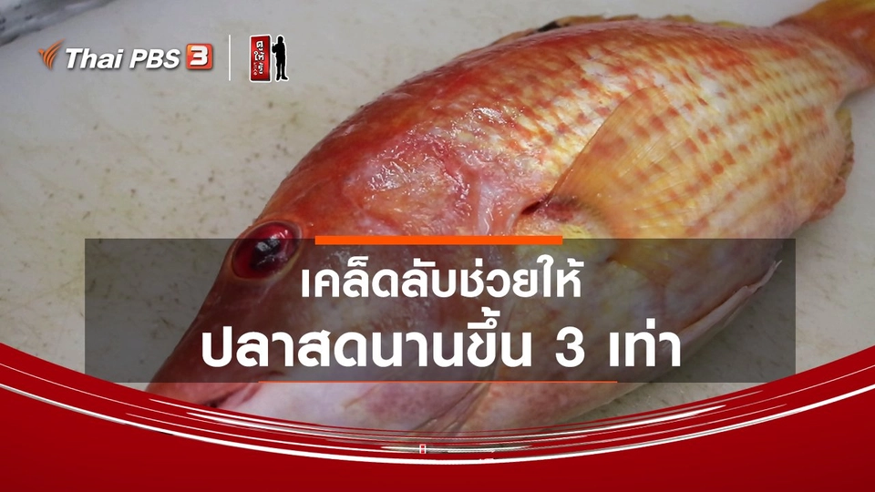 ​รู้ให้ลึกเรื่องญี่ปุ่น : เคล็ดลับช่วยให้ปลาสดนานขึ้น 3 เท่า
