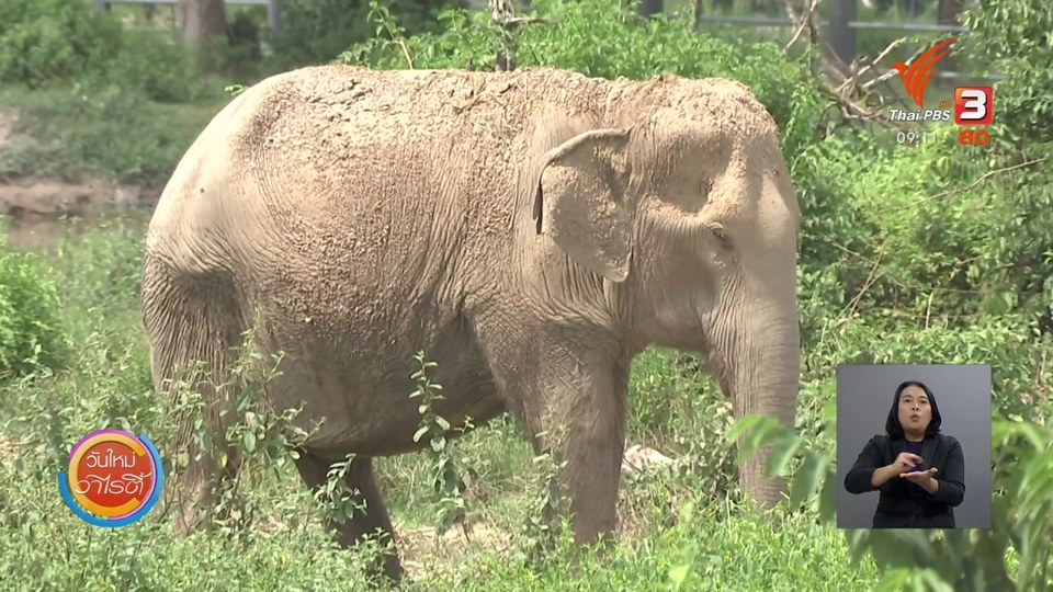 ประเด็นสังคม : มูลนิธิเพื่อนสัตว์ป่า ดูแลสัตว์ป่าที่ถูกทอดทิ้งคืนสู่ธรรมชาติ