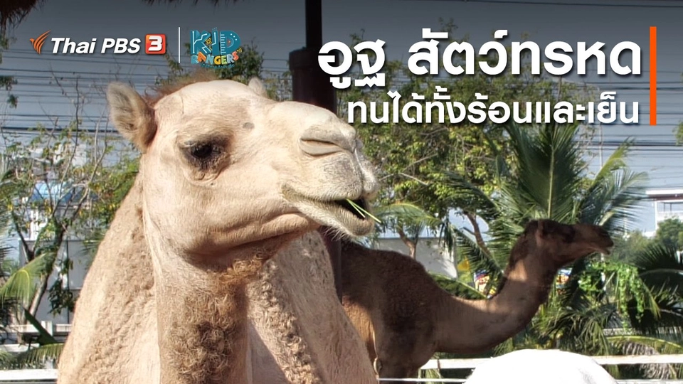 ​คิดส์เรียนรู้ : อูฐ สัตว์ทรหด ทนได้ทั้งร้อนและเย็น