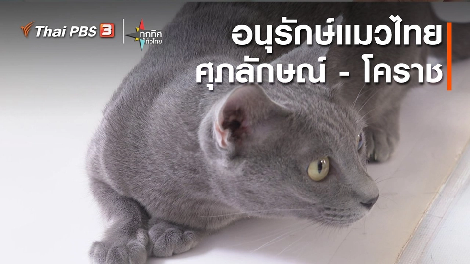 อนุรักษ์แมวไทยศุภลักษณ์ - โคราช