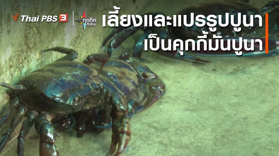 เลี้ยงและแปรรูปปูนาเป็นคุกกี้มันปูนา