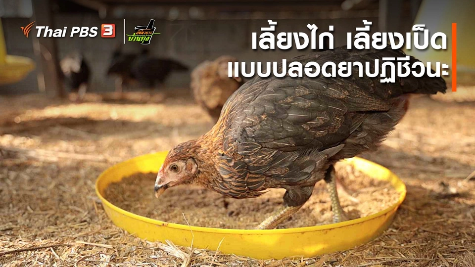 คลิปบ้านทุ่ง : เลี้ยงไก่-เลี้ยงเป็ดแบบปลอดยาปฏิชีวนะ