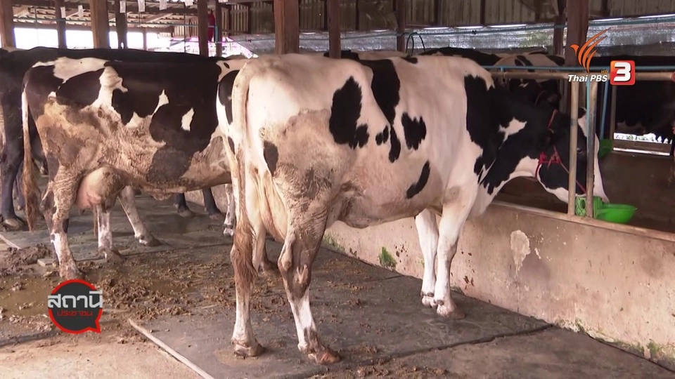 สถานีร้องเรียน : เยียวยาเกษตรกรผู้เลี้ยงโคนม - ผู้ประกอบการผลิตภัณฑ์นม ผลกระทบจาก COVID-19