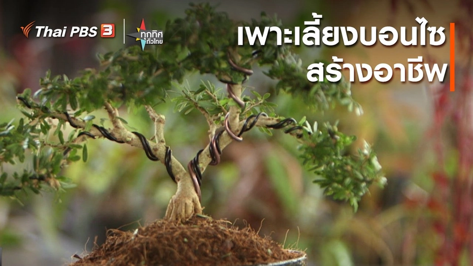 เพาะเลี้ยงบอนไซสร้างอาชีพ