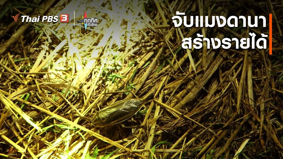 จับแมงดานาสร้างรายได้ จ.นครราชสีมา