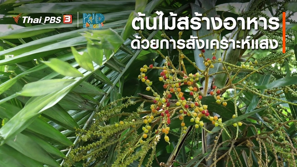 ​คิดส์เรียนรู้ : ต้นไม้สร้างอาหาร ด้วยการสังเคราะห์แสง