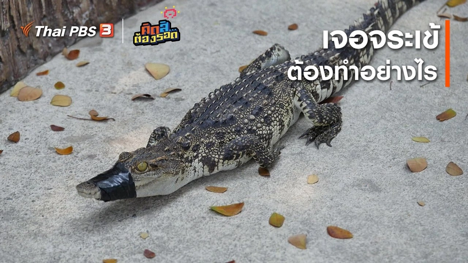 ​เจอจระเข้ต้องทำอย่างไร